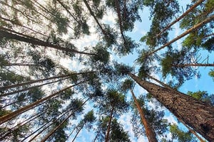 reducing-carbon-footprint-image