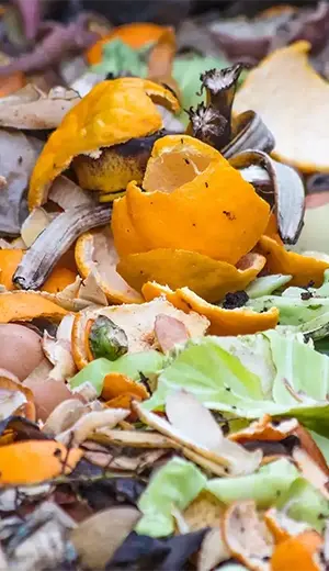 Food-green-organic-waste-menu-bg